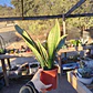 Sansevieria Superba  - Miniatura 1