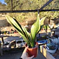 Sansevieria Superba  - Miniatura 2