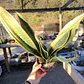 Sansevieria Superba  - Miniatura 3
