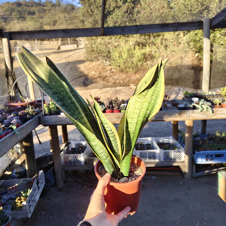Sansevieria Superba  4