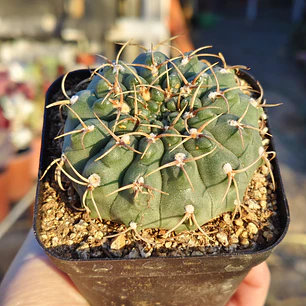 Gymnocalicium Calochlorum 