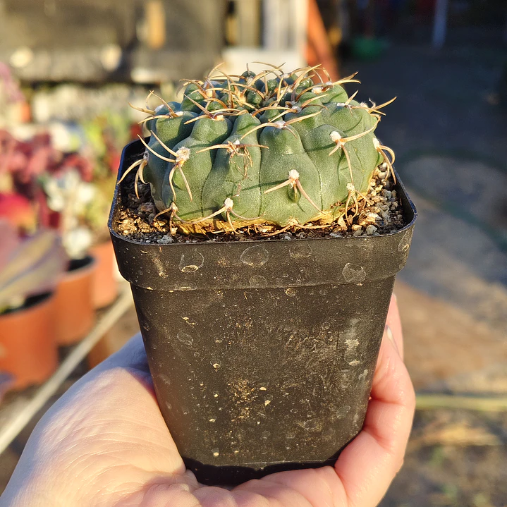 Gymnocalicium Calochlorum  3