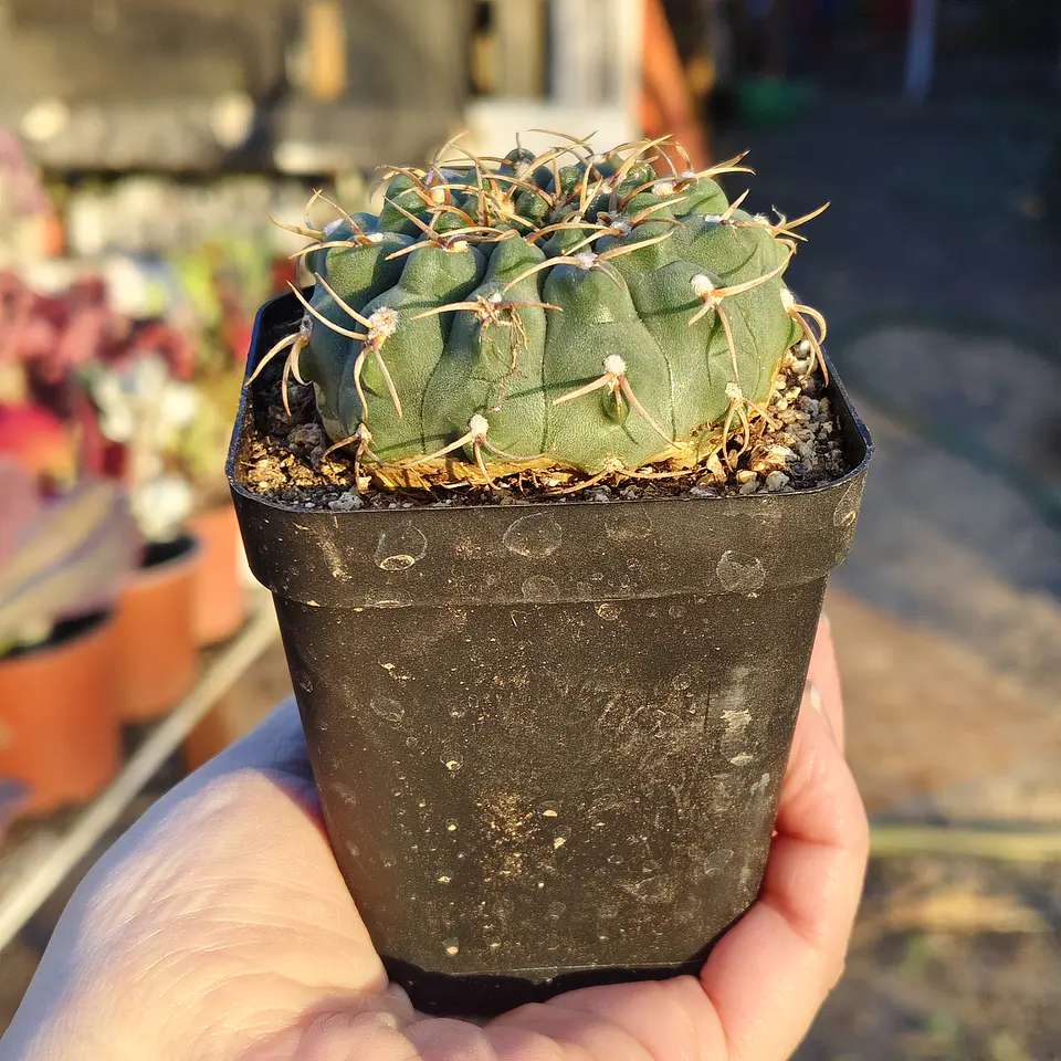 Gymnocalicium Calochlorum  3