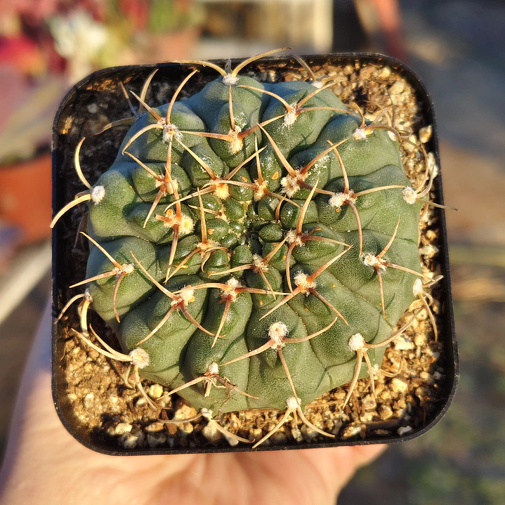 Gymnocalicium Calochlorum  1