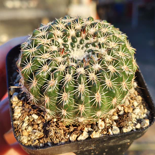 Parodia Arnostiana 