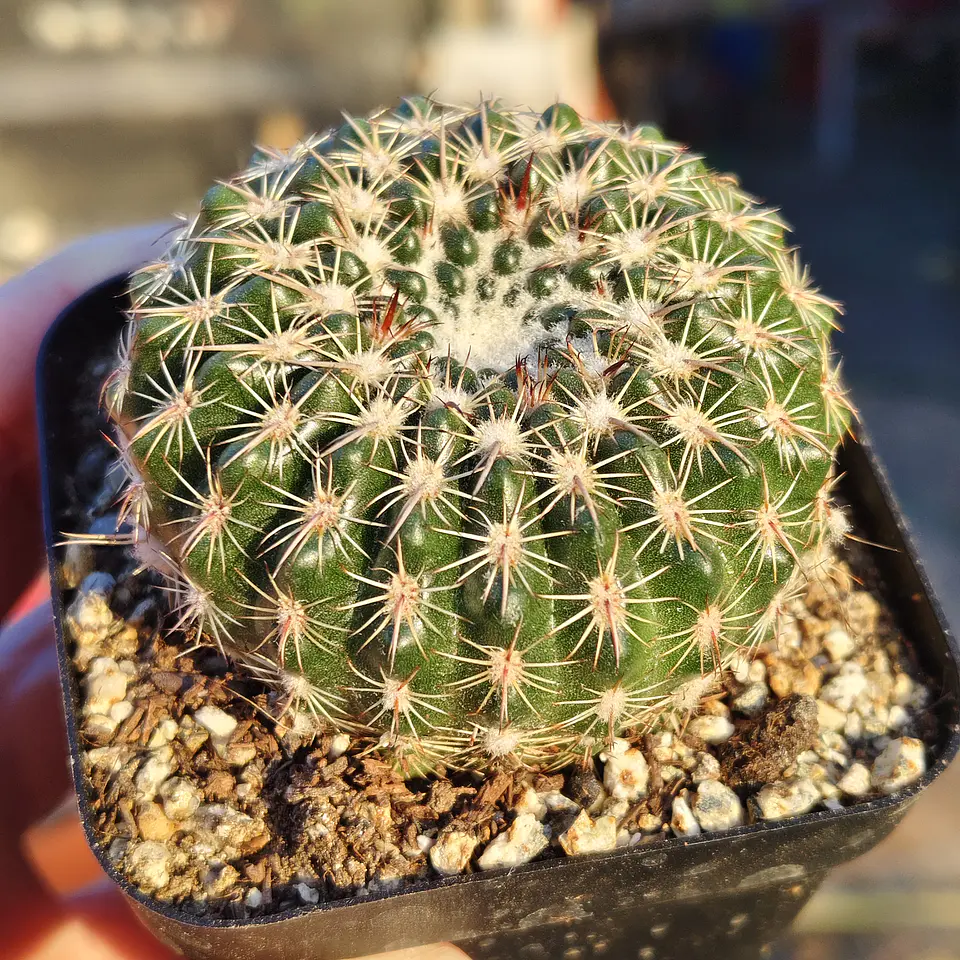 Parodia Arnostiana  1