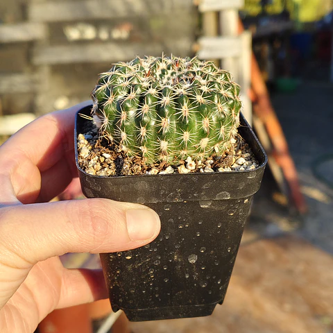Parodia Arnostiana 