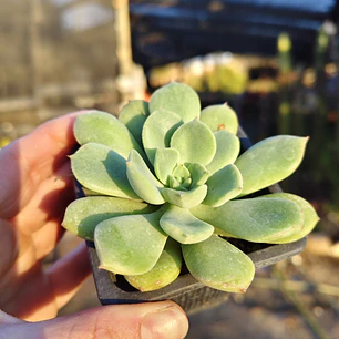 Echeveria Graesneri