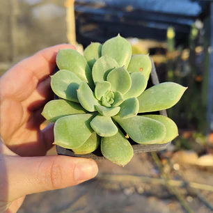Echeveria Graesneri