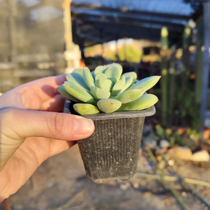 Echeveria Graesneri 3