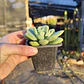 Echeveria Graesneri - Miniatura 3