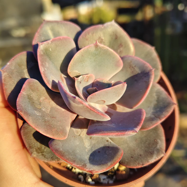 Echeveria Dusty Rose 4