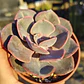 Echeveria Dusty Rose - Miniatura 4