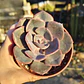 Echeveria Dusty Rose - Miniatura 5