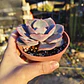 Echeveria Dusty Rose - Miniatura 6