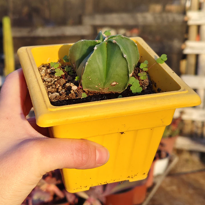 Astrophytum myriostigma var. quadricostatum 2