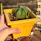 Astrophytum myriostigma var. quadricostatum - Miniatura 2