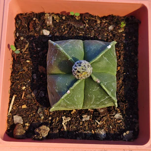 Astrophytum myriostigma var. quadricostatum