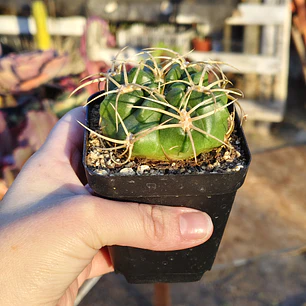 Gymnocalicium Multiflorum