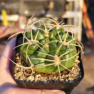 Gymnocalicium Multiflorum