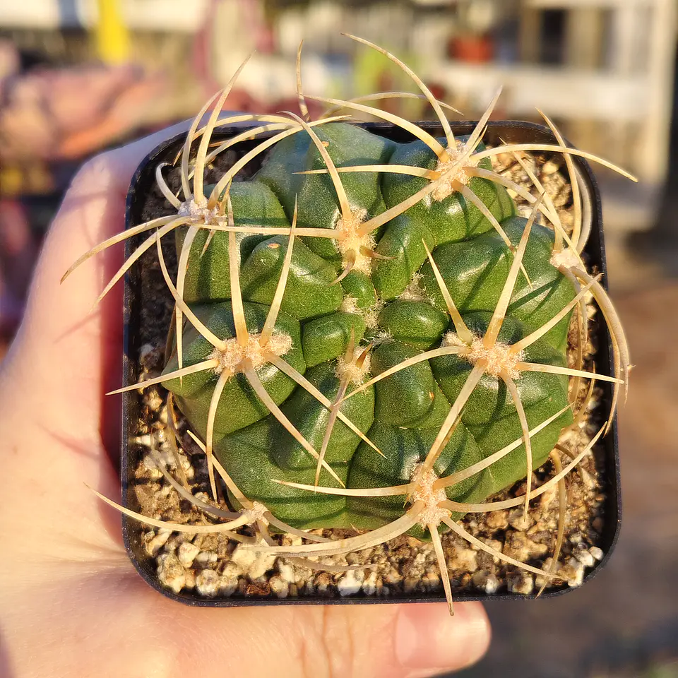 Gymnocalicium Multiflorum 3