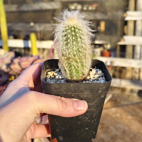 Espostoa Lanata