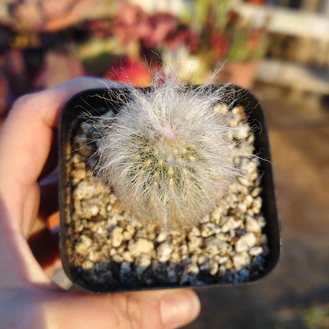 Espostoa Lanata