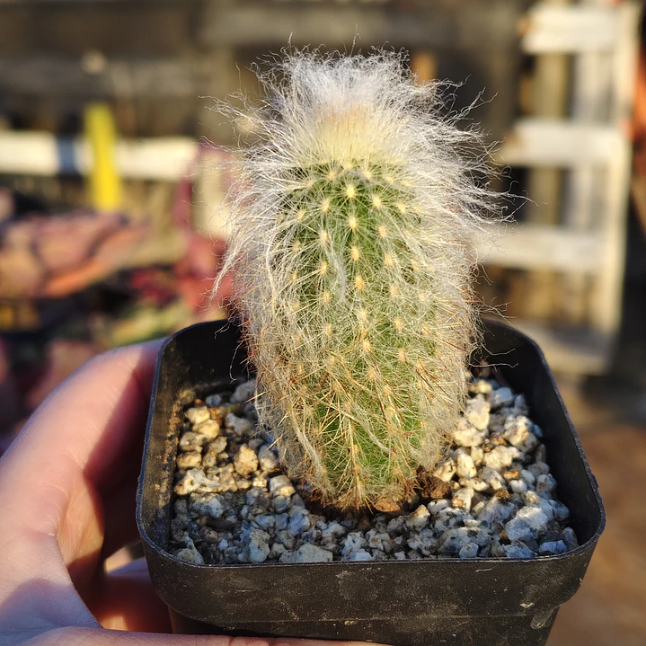 Espostoa Lanata 3