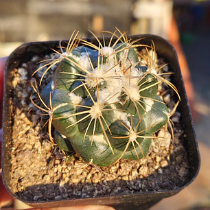 Coryphantha bumamma