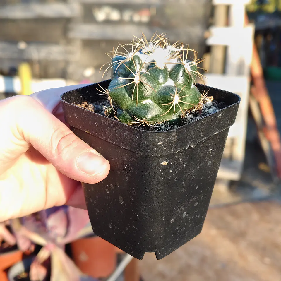 Coryphantha bumamma 2