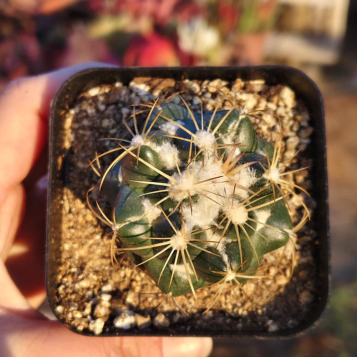 Coryphantha bumamma 3