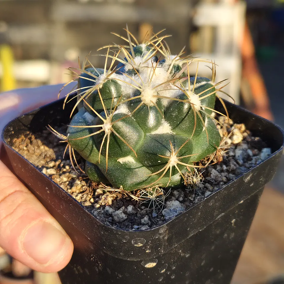 Coryphantha bumamma 4