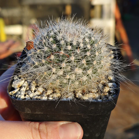 Mammillaria hahniana