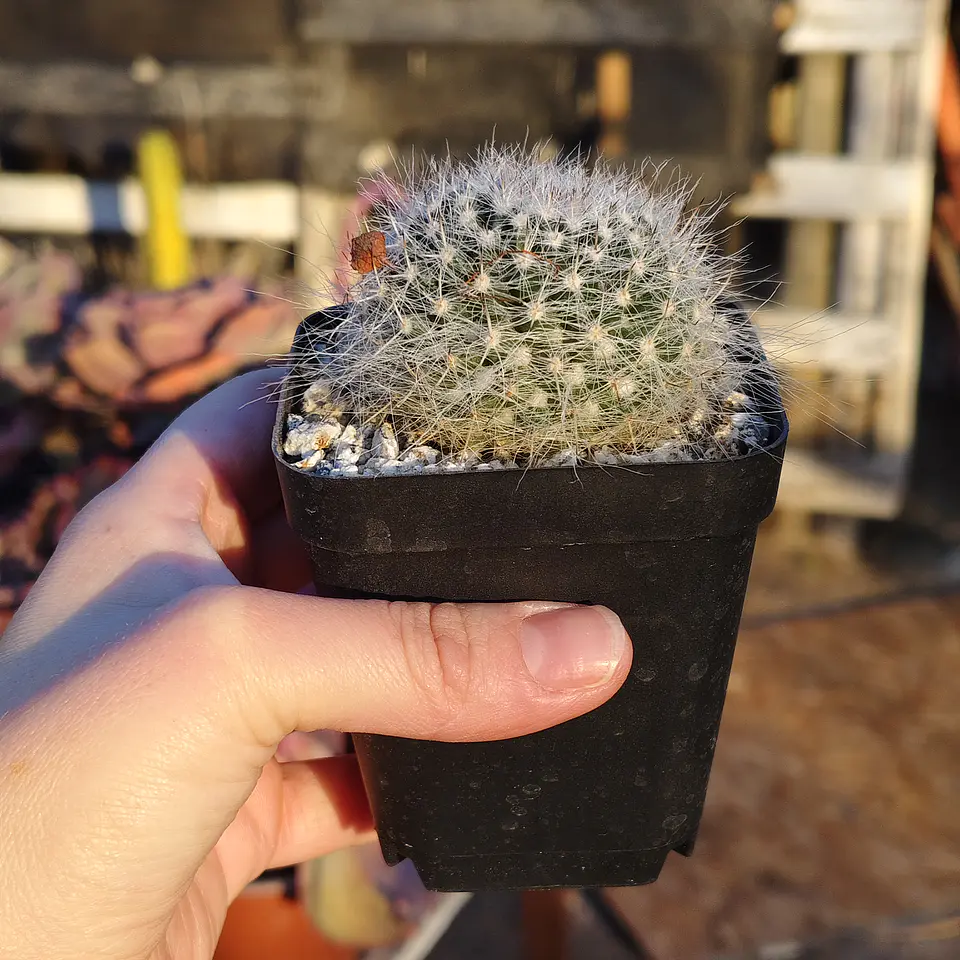 Mammillaria hahniana 3