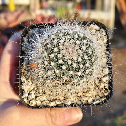 Mammillaria hahniana