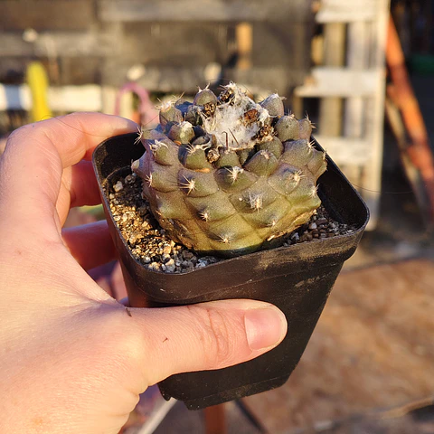 Copiapoa Hypogaea 
