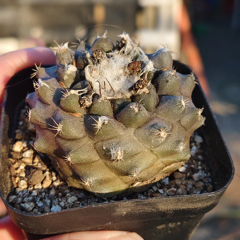 Copiapoa Hypogaea 