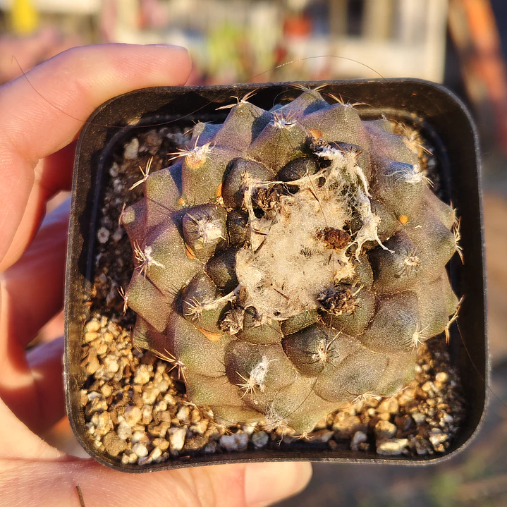 Copiapoa Hypogaea  3