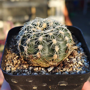 Gymnocalicium Bruchii 