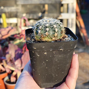 Gymnocalicium Bruchii 