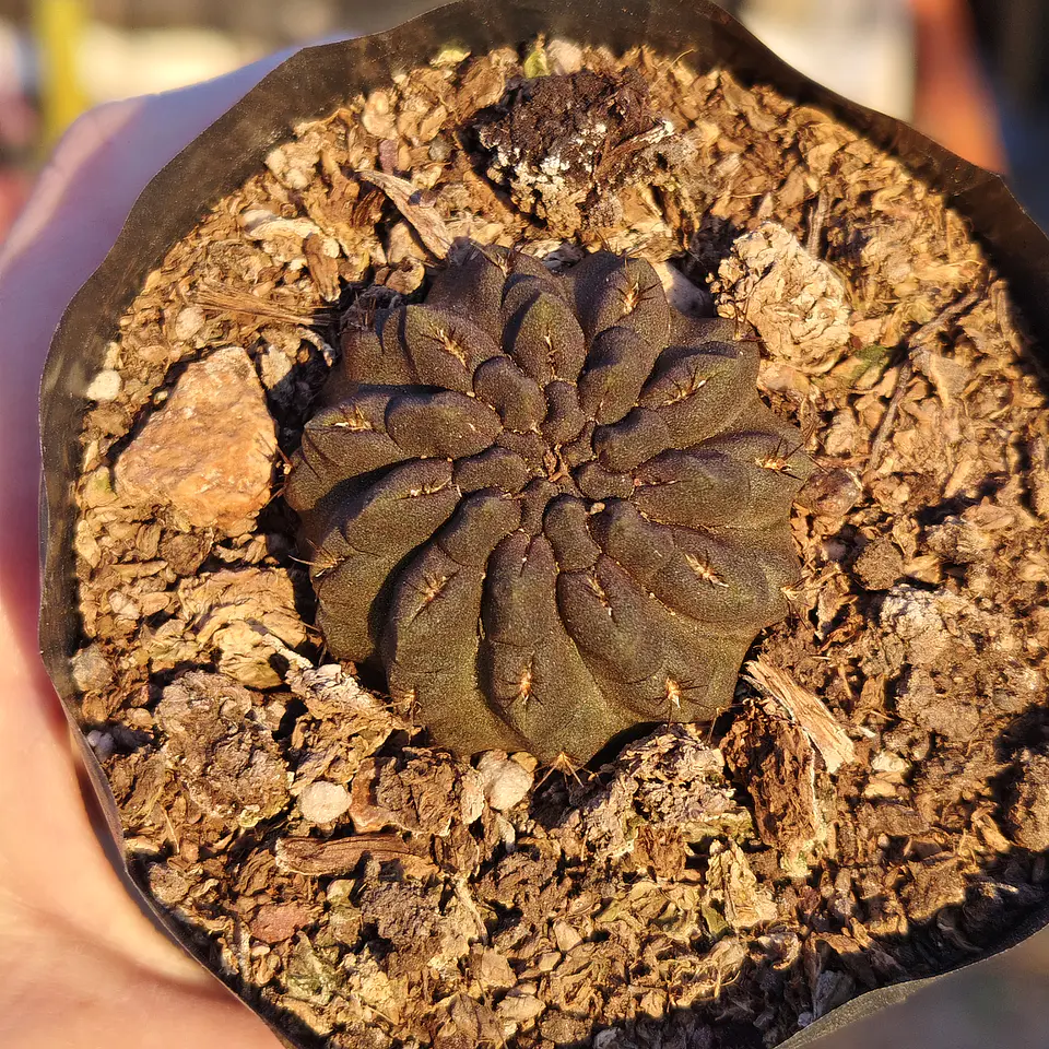 Eriosyce Occulta 2