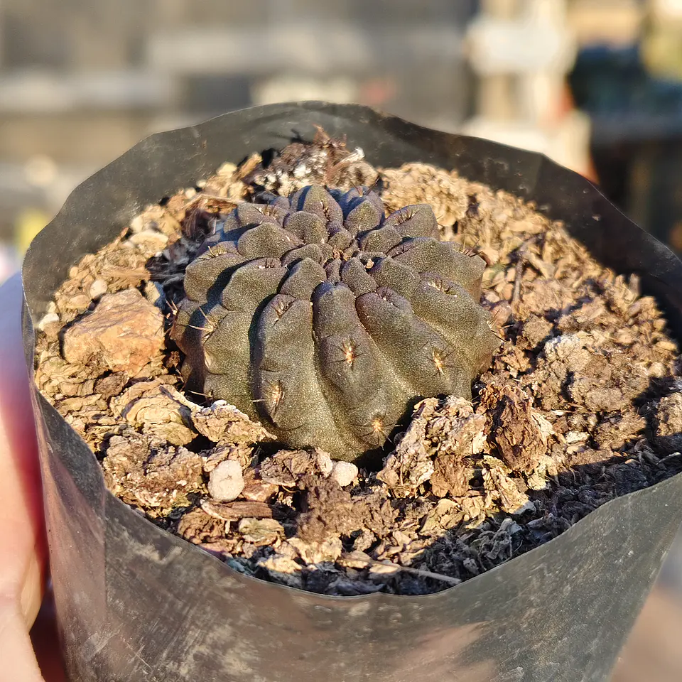 Eriosyce Occulta 1
