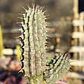 Hoodia Gordonii - Miniatura 3