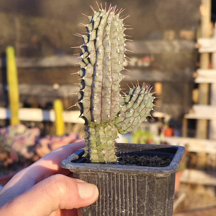 Hoodia Gordonii 1