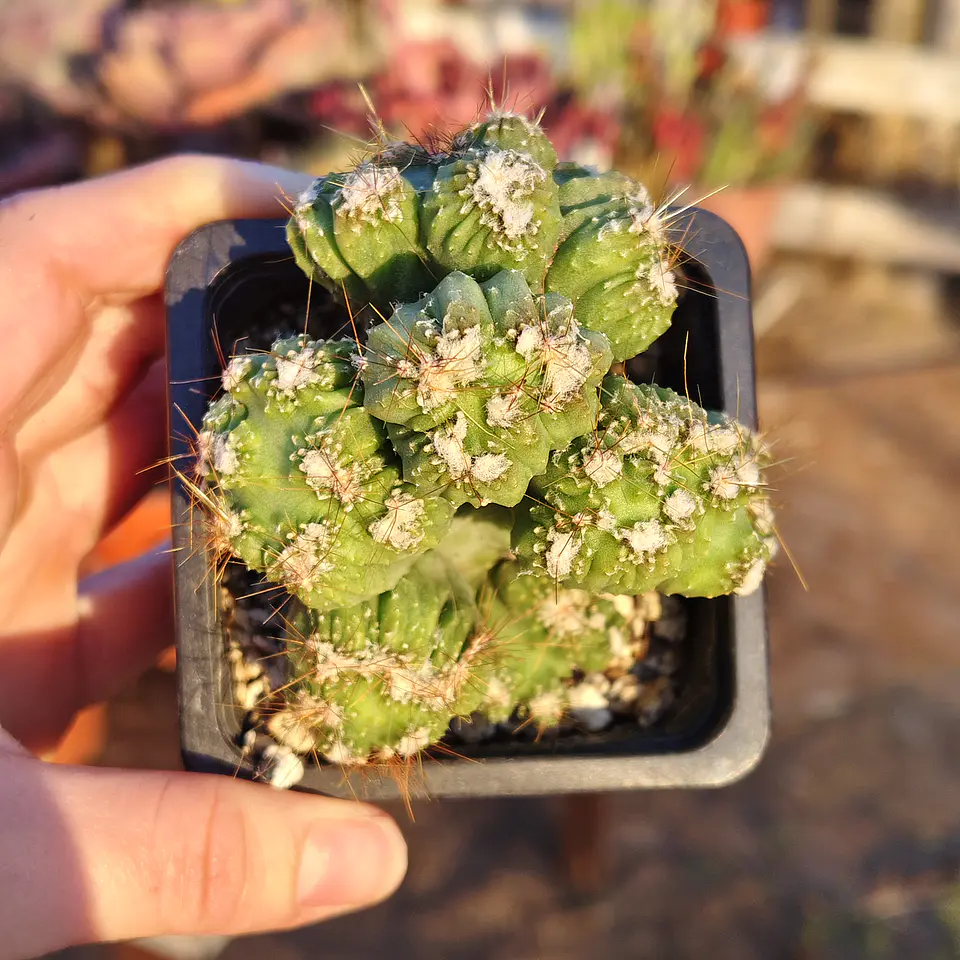 Cactus crestado  3