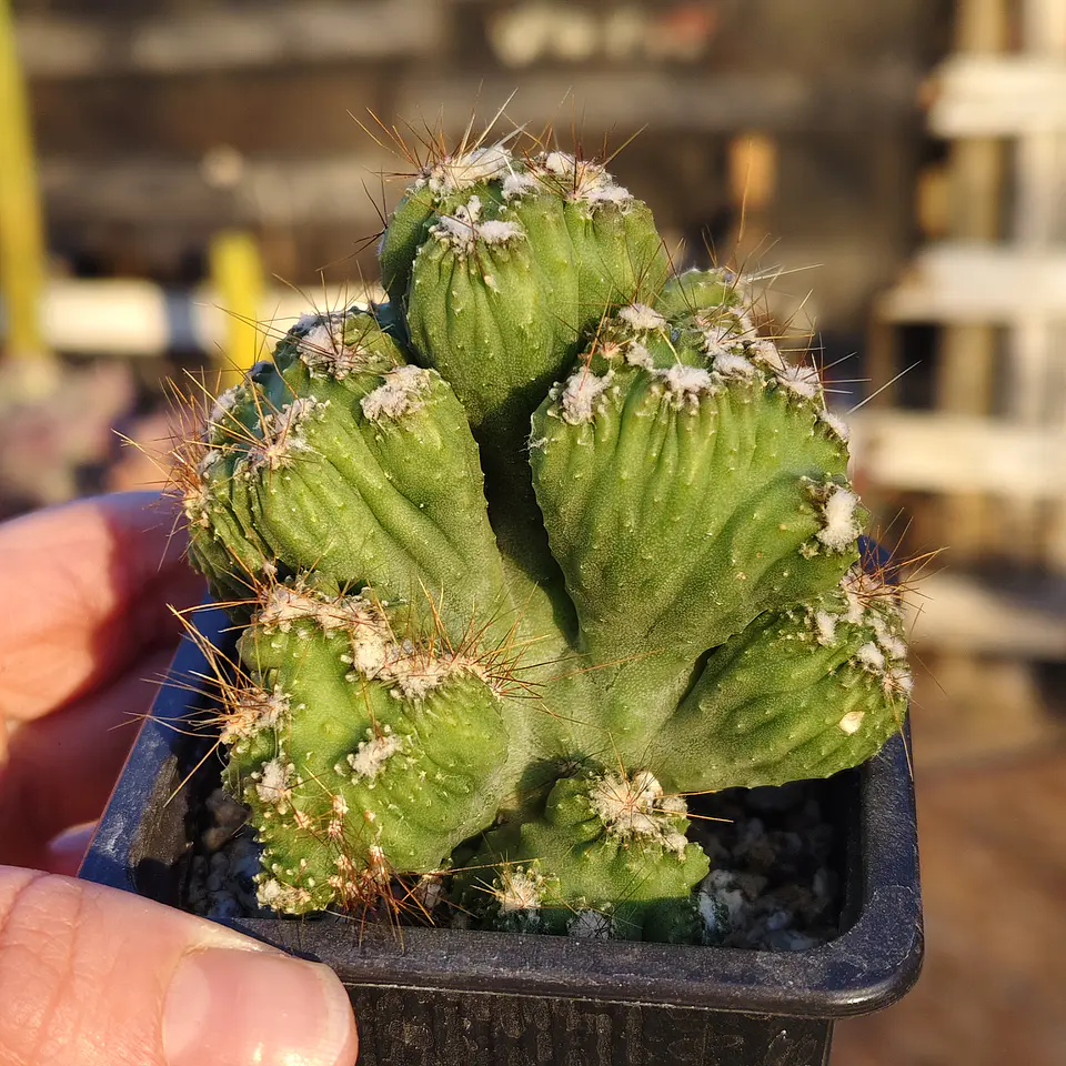 Cactus crestado  1
