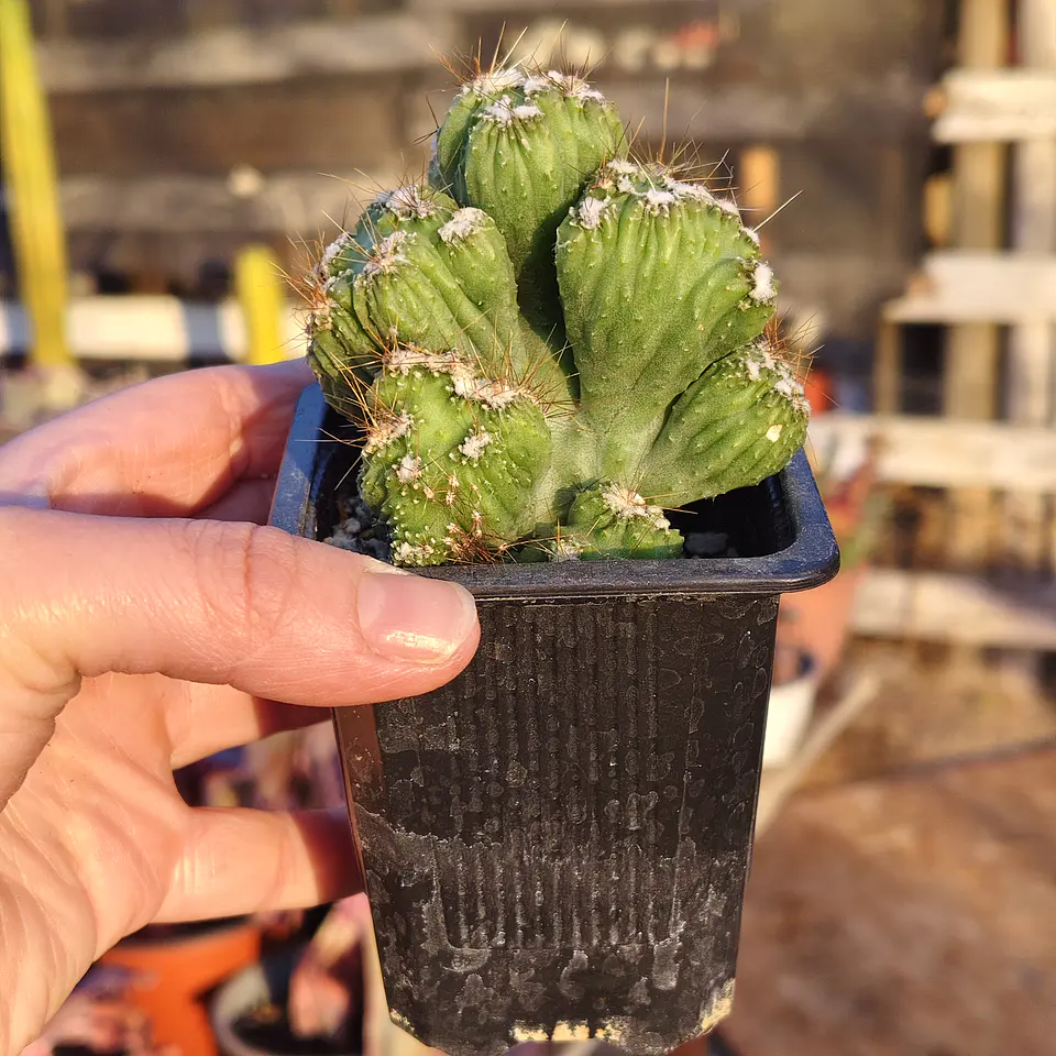 Cactus crestado  2