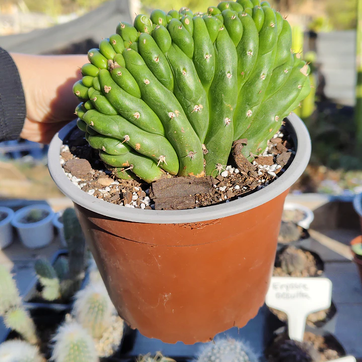 Echinopsis pachanoi Crestado (Cactus Cerebro) (San pedro crestado) 1