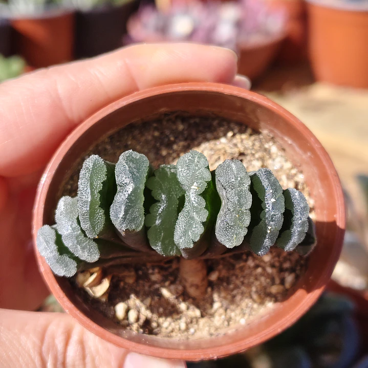 Haworthia truncata  2