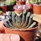 Haworthia truncata  - Miniatura 1